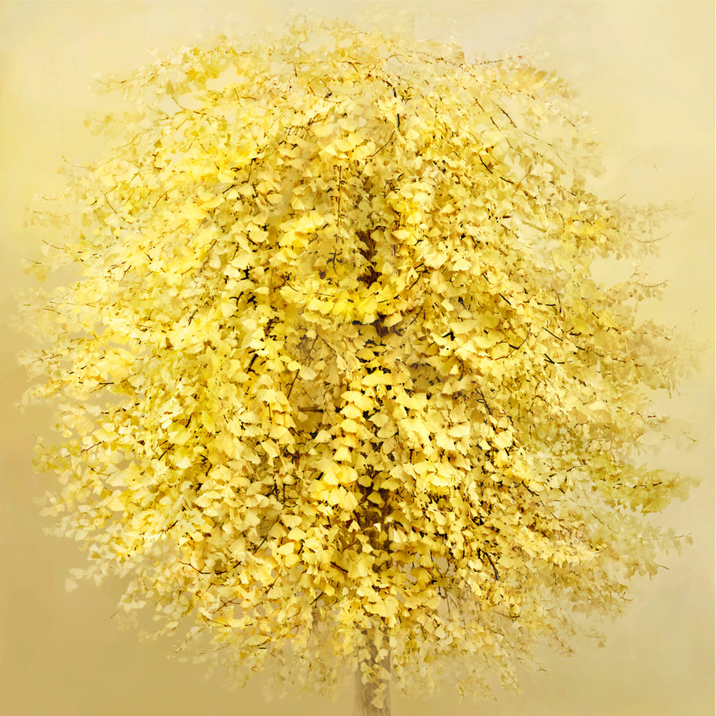 Ginko-tree-100x100cm_sito
